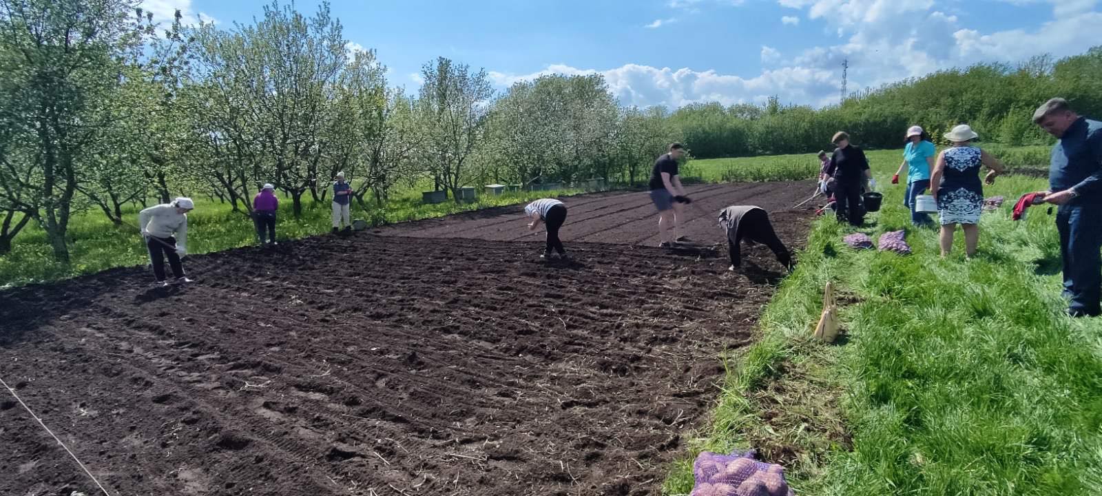  Посадка картоплі та посів овочевих культур