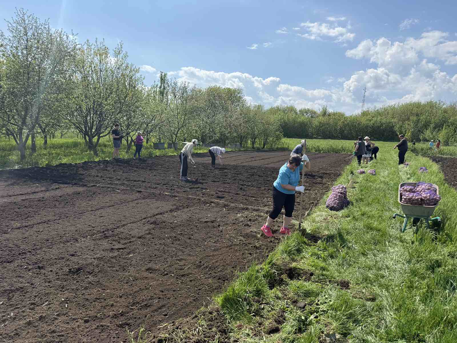 Посадка картоплі та посів овочевих культур