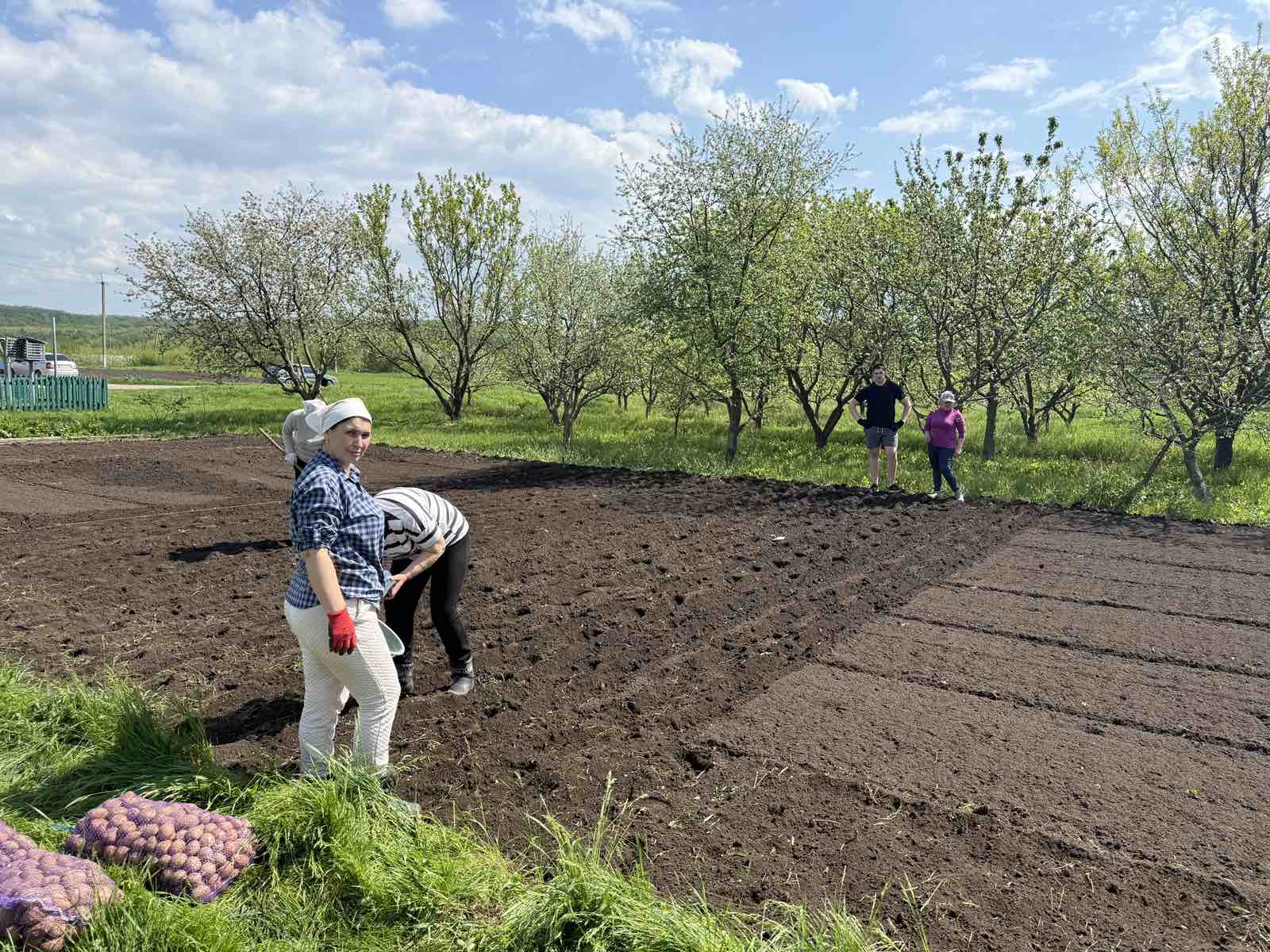 Посадка картоплі та посів овочевих культур