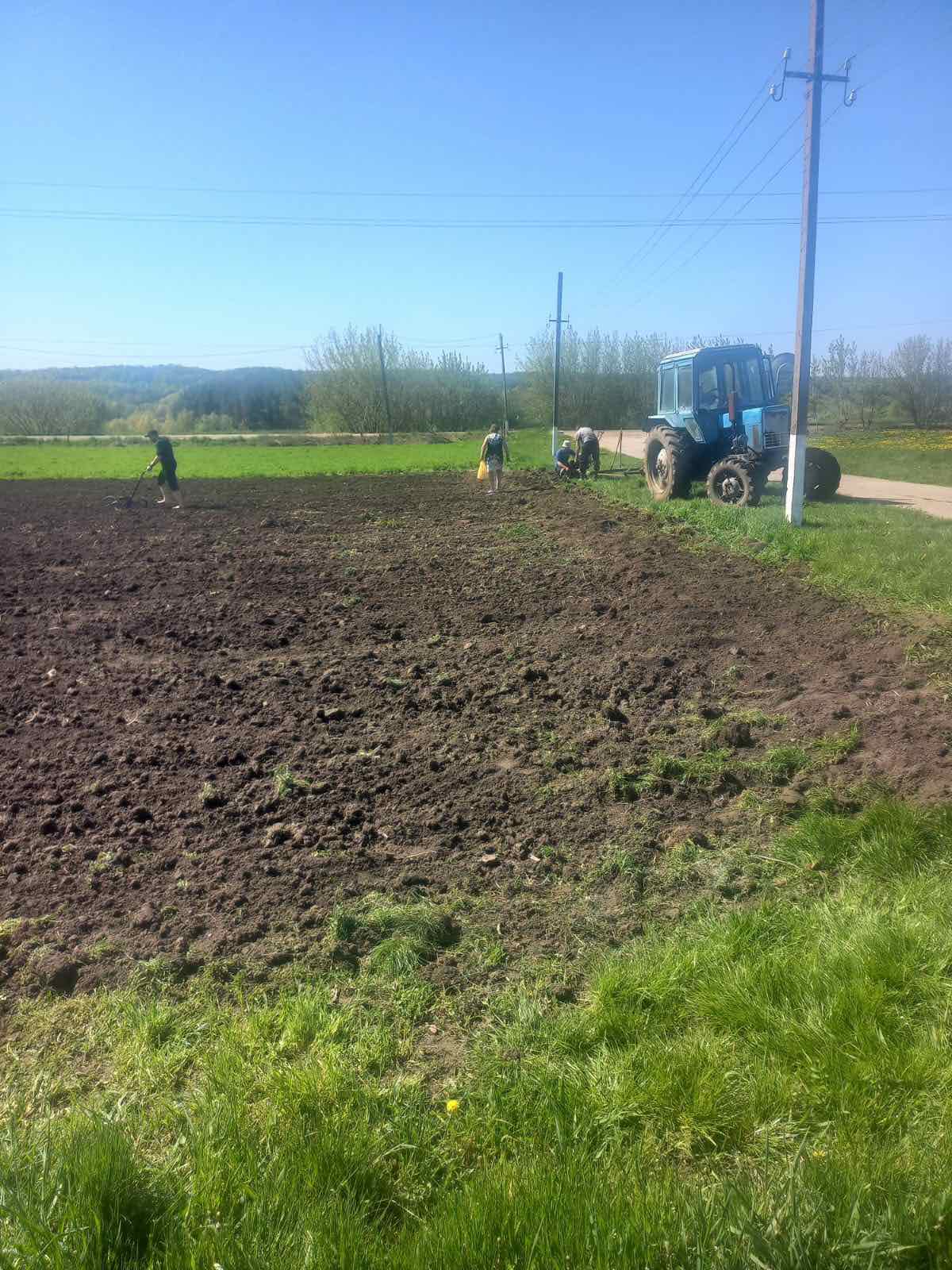  Посів кормових буряків – важливий етап забезпечення якісної годівлі худоби