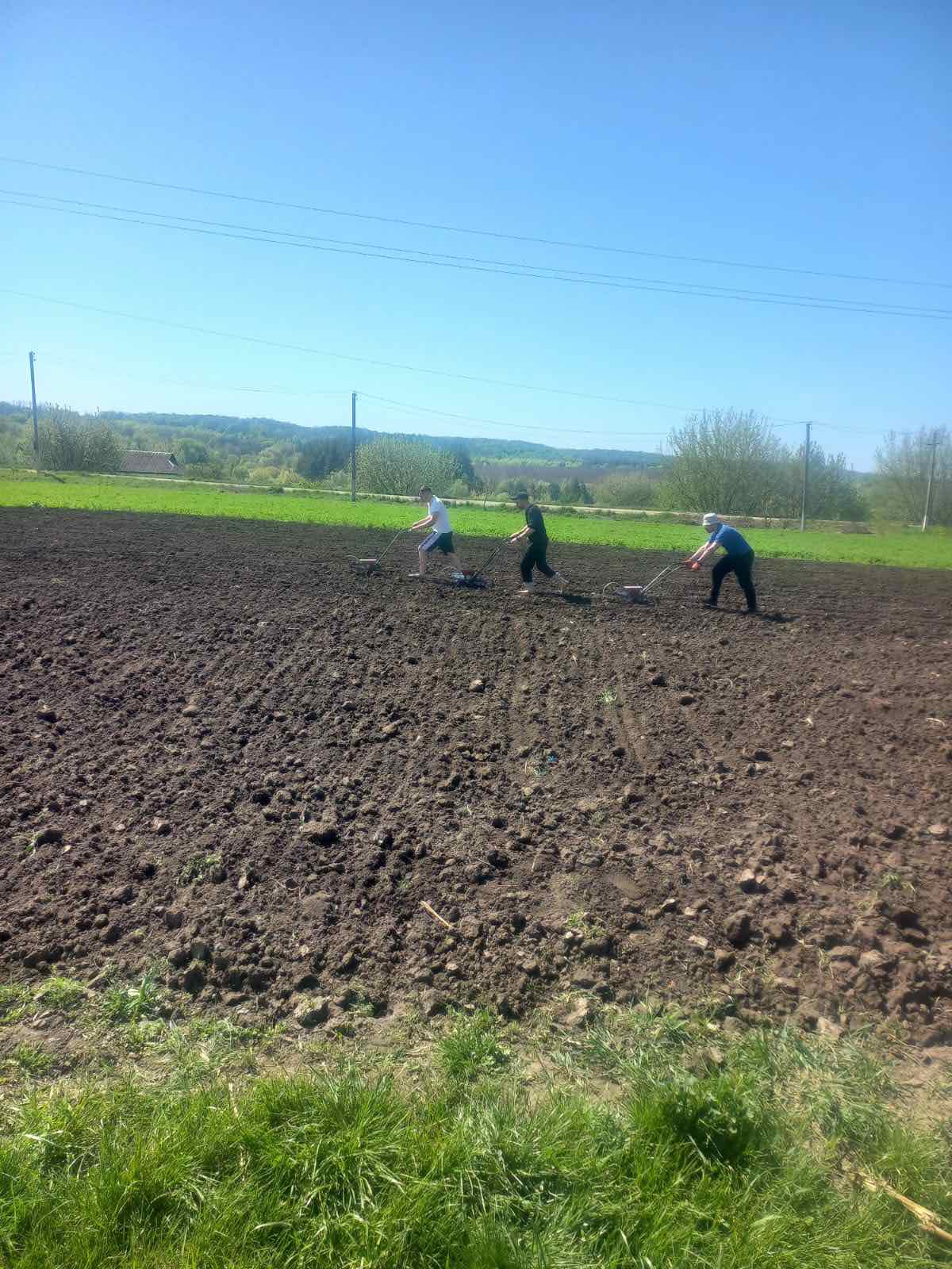 Посів кормових буряків