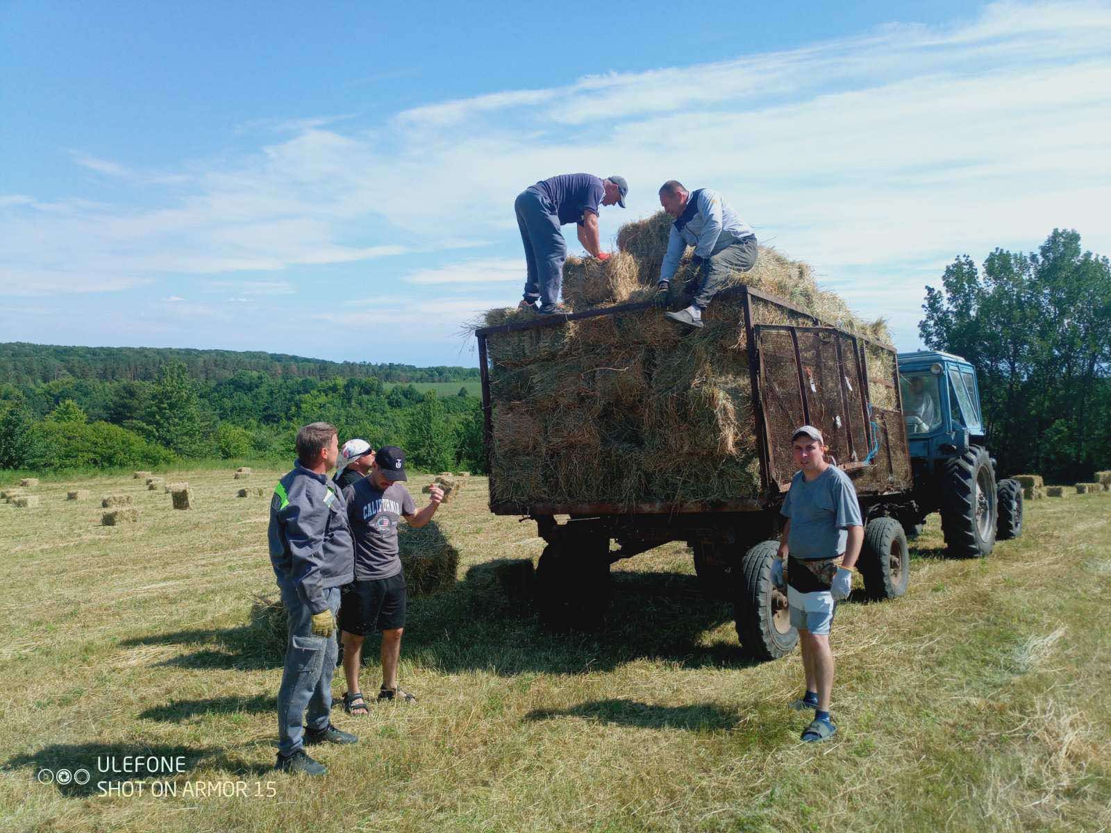 Заготівля сіна у виробничому підрозділі закладу