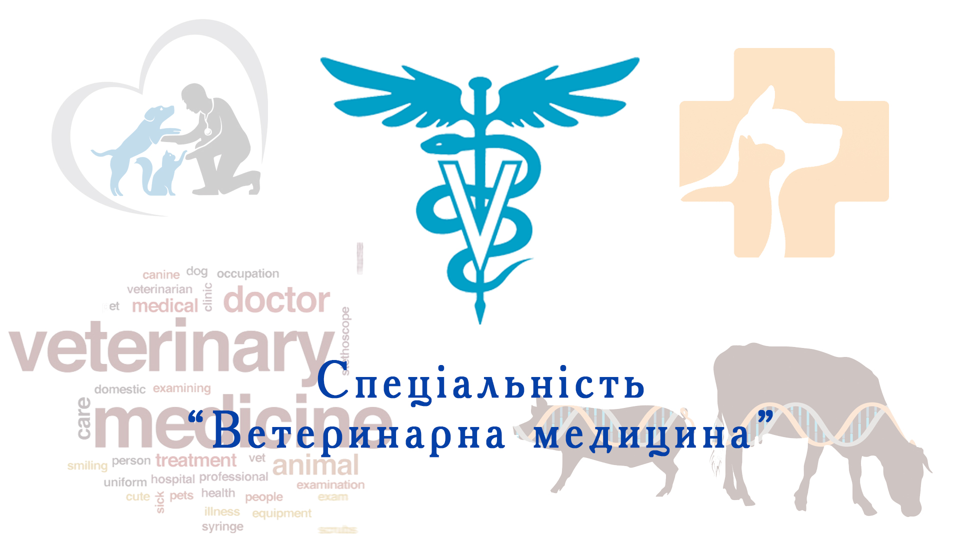  Відеопрезентація спеціальності «Ветеринарна медицина» частина 1